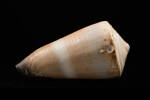 Conus flavidus, MA35751, © Auckland Museum CC BY