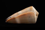 Conus flavidus, MA35751, © Auckland Museum CC BY