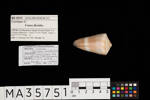 Conus flavidus, MA35751, © Auckland Museum CC BY