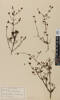 Coprosma tenuicaulis, AK8794, © Auckland Museum CC BY