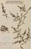 Coprosma parviflora C. rhamnoides, AK8826, © Auckland Museum CC BY
