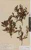 Traversia baccharoides, AK10779, © Auckland Museum CC BY