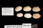 Venerupis corrugata, MA181009, © Auckland Museum CC BY