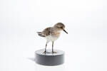 Calidris ruficollis, LB3943, © Auckland Museum CC BY