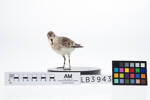 Calidris ruficollis, LB3943, © Auckland Museum CC BY