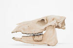 Mesohippus bairdi, LM686, © Auckland Museum CC BY