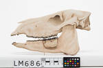 Mesohippus bairdi, LM686, © Auckland Museum CC BY