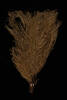 Crateritheca zelandica, MA53392, © Auckland Museum CC BY