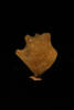 Thorecta reticulata, MA36085, © Auckland Museum CC BY
