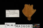 Thorecta reticulata, MA36085, © Auckland Museum CC BY