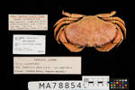 Cancer novaezelandiae, MA78854, © Auckland Museum CC BY