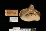 Cymbastela tricalyciformis, MA36050, © Auckland Museum CC BY