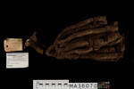 Iophon laevistylus, MA36070, © Auckland Museum CC BY