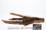 Fringilla coelebs, LB3780, © Auckland Museum CC BY