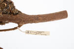Fringilla coelebs, LB3782, © Auckland Museum CC BY