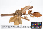Fringilla coelebs, LB3782, © Auckland Museum CC BY