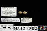 Malletia aoteana, MA121993, © Auckland Museum CC BY