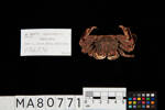 Plagusia chabrus, MA80771, © Auckland Museum CC BY