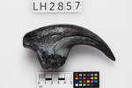 Allosaurus, LH2857, © Auckland Museum CC BY