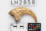 Deinonychus, LH2858, © Auckland Museum CC BY