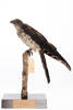 Aviceda subcristata, LB8017, © Auckland Museum CC BY