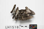 Chordata Vertebrata Reptilia Lacertilia MOSASAURIDAE, LH1518, © Auckland Museum CC BY
