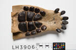 Placodus gigas, LH3906, © Auckland Museum CC BY