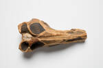 Parapsicephalus purdoni, LH3907, © Auckland Museum CC BY