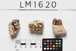 Merycoidodon culbertsoni, LM1620, © Auckland Museum CC BY