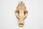 Ursus maritimus, LM314, © Auckland Museum CC BY