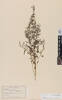 Urtica linearifolia, AK3791, © Auckland Museum CC BY
