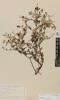 Corokia cotoneaster, AK6754, © Auckland Museum CC BY