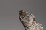 Chordata Vertebrata Reptilia Lacertilia MOSASAURIDAE, LH1516, © Auckland Museum CC BY