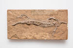 Neusticosaurus pusillus, LH3908, © Auckland Museum CC BY