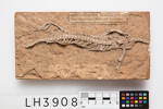 Neusticosaurus pusillus, LH3908, © Auckland Museum CC BY