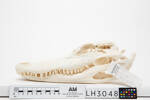 Alligator, LH3048, © Auckland Museum CC BY