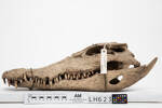 Crocodylus porosus, LH623, © Auckland Museum CC BY