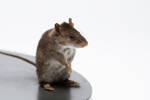 Rattus exulans, LM1456, © Auckland Museum CC BY