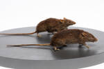 Rattus exulans, LM234, © Auckland Museum CC BY