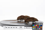 Rattus exulans, LM234, © Auckland Museum CC BY
