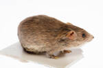 Rattus exulans, LM417, © Auckland Museum CC BY