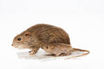 Rattus exulans, LM417, © Auckland Museum CC BY
