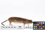 Rattus norvegicus, LM462, © Auckland Museum CC BY