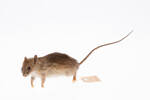 Rattus rattus, LM845, © Auckland Museum CC BY