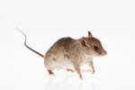 Rattus rattus, LM845, © Auckland Museum CC BY