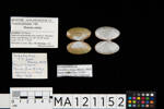 Hiatula nitida, MA121152, © Auckland Museum CC BY