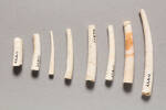 Dentalium mantelli, MA11577, © Auckland Museum CC BY