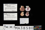 Talochlamys zelandiae, MA38580, © Auckland Museum CC BY
