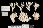 Acropora valida, MA75736, © Auckland Museum CC BY
