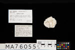 Leptoseris scabra, MA76055, © Auckland Museum CC BY